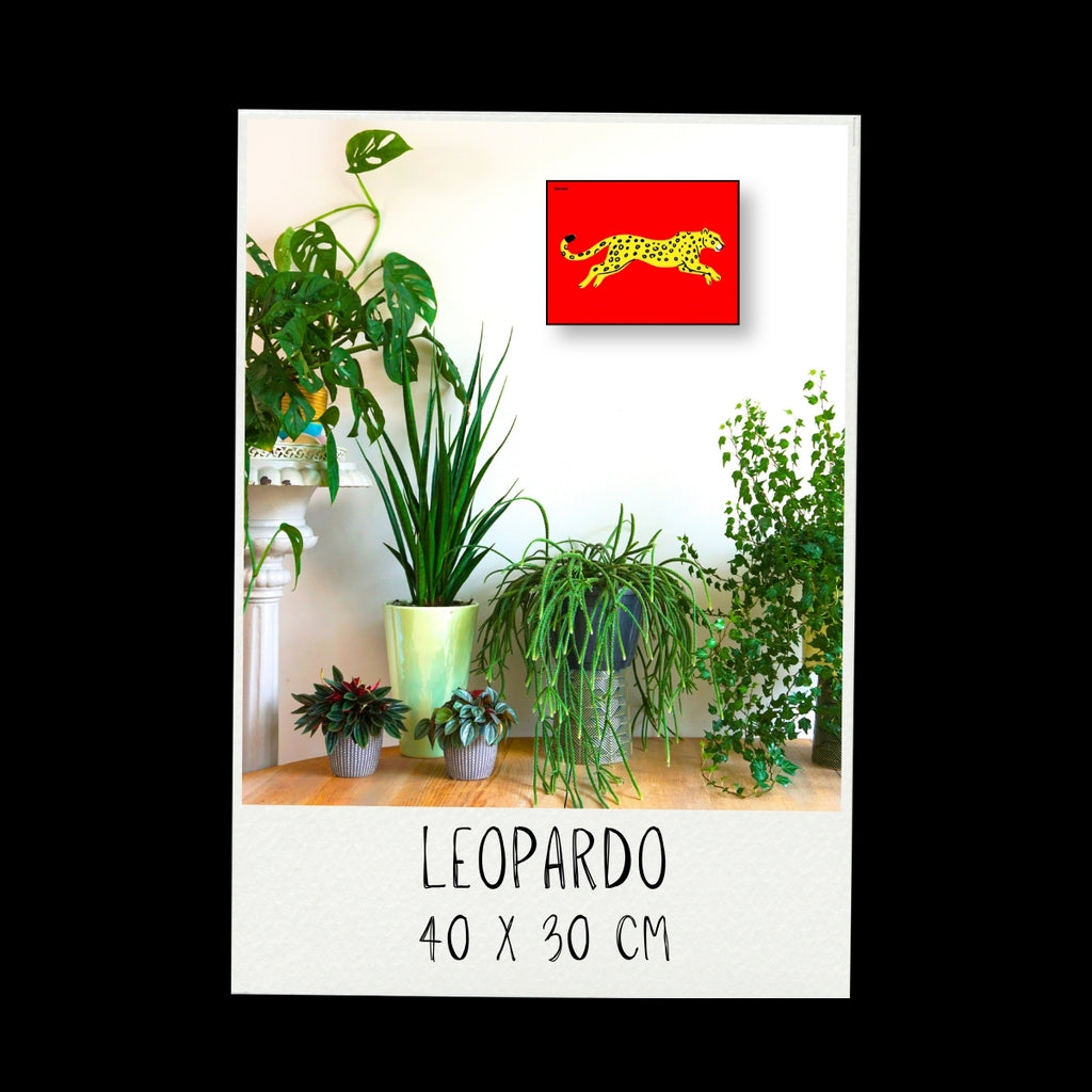 Poster - Leopardo / Vari Colori